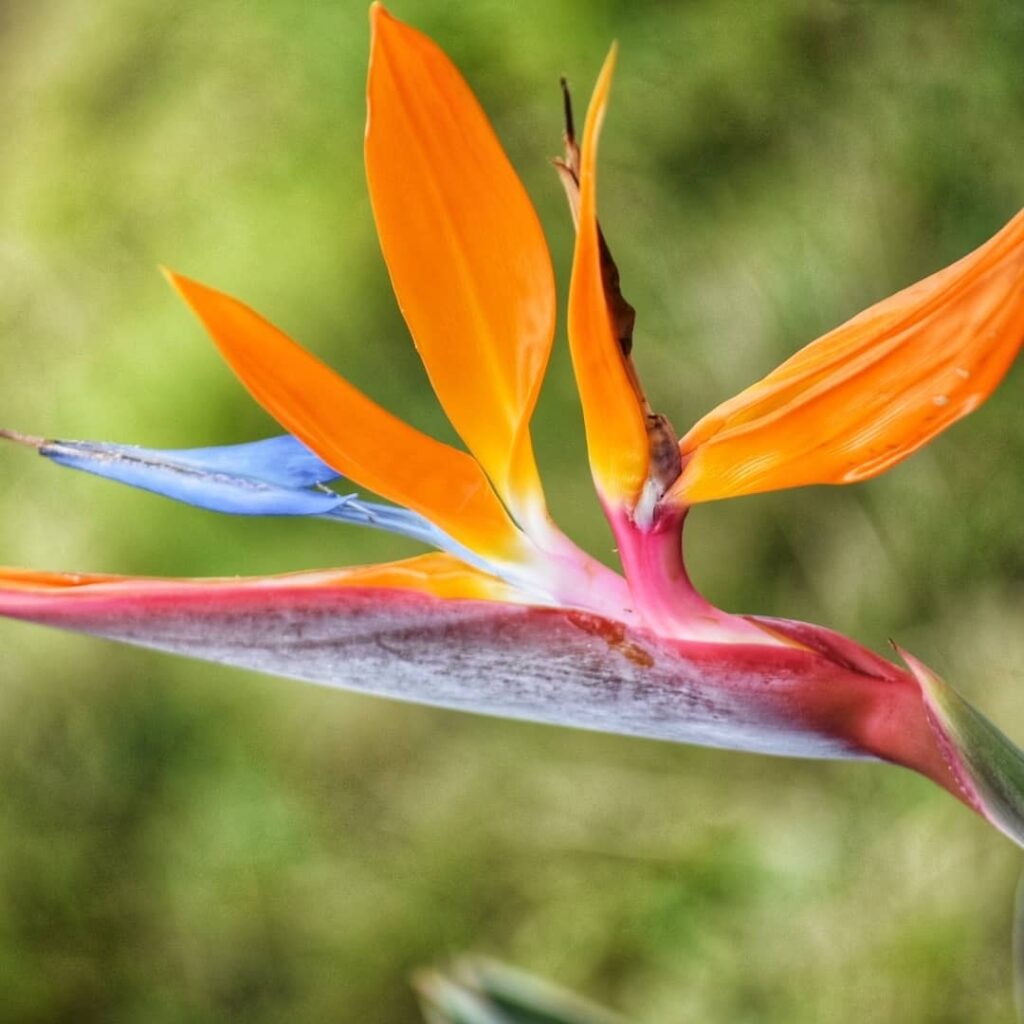 Hawaiian Bird of Paradise Flower, Perfect for your wedding florals when getting married in Oahu